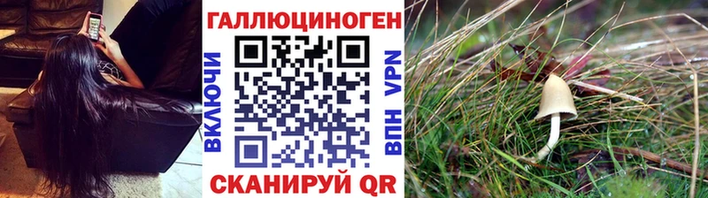 Галлюциногенные грибы Psilocybe  где найти   Адыгейск 